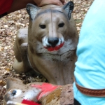 Safari 2010